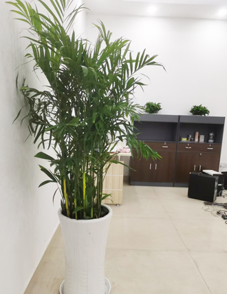 �����̻�����ֲ��